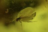Fossil Crane Fly (Limoniidae) and Diptera In Baltic Amber #72199-3